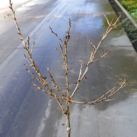 Agrest biały Hinnonmaki Gron na pniu Plant Pack