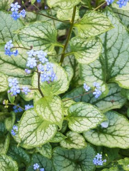 Brunnera wielkolistna Hadspen Cream