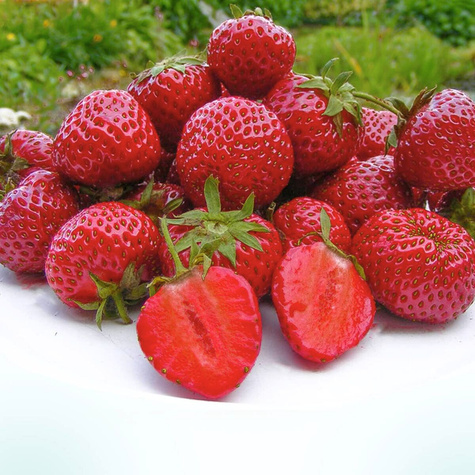 Truskawka Honeoye bardzo wczesna FRIGO