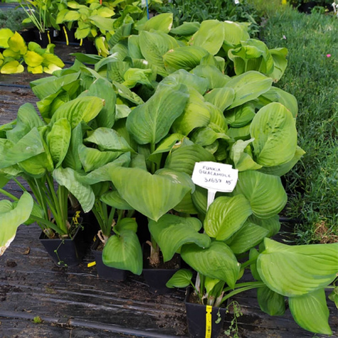 Funkia Hosta Guacamole (C2)