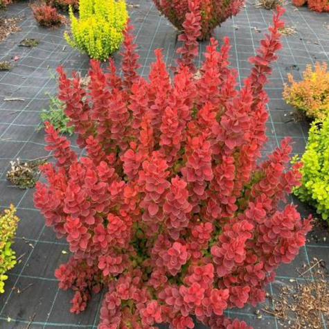 Berberys thunberga Neon (P9)