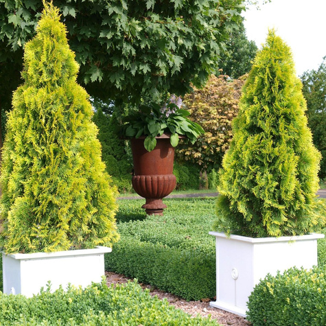 Thuja Tuja Żywotnik zachodni Golden Smaragd doniczka