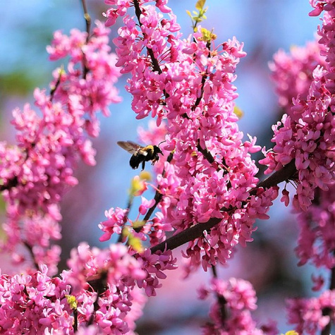 Judaszowiec kanadyjski (C2)