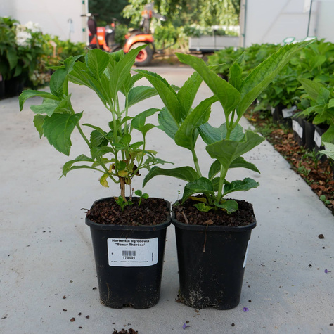 Hortensja ogrodowa ''Soeur Thérèse' (C2)