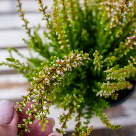 Wrzos pospolity Melissa różowy pączkowy