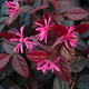 Loropetalum chińskie Fire Dance (C2)