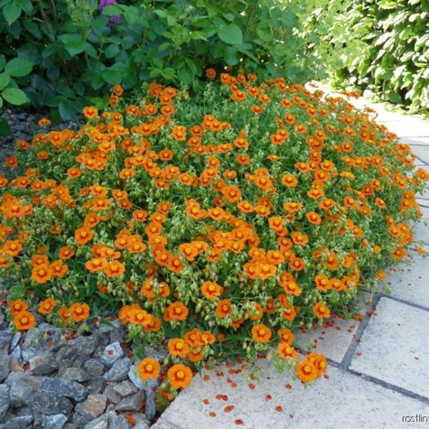 Posłonek Bronzeteppich (C2)