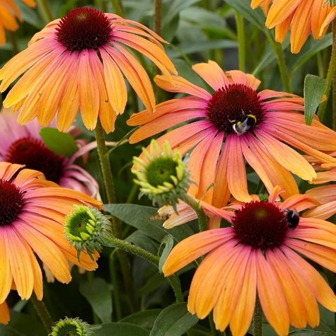 Jeżówka purpurowa Rainbow Marcella (C2)