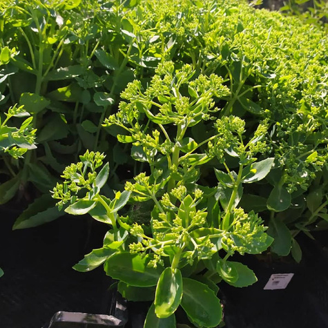 Rozchodnik Wielki Herbstfreude (C2)