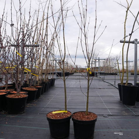 Grujecznik japoński (C2)