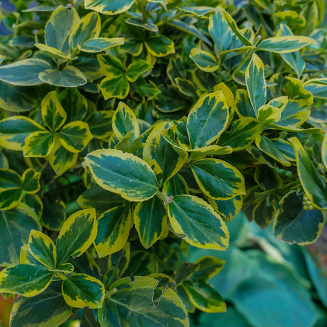 Trzmielina Fortune'a Emerald Gold Pienna (C2)