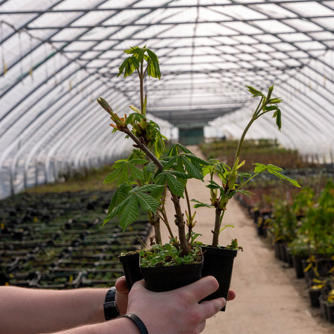 Kasztanowiec zwyczajny miododajny (C2)