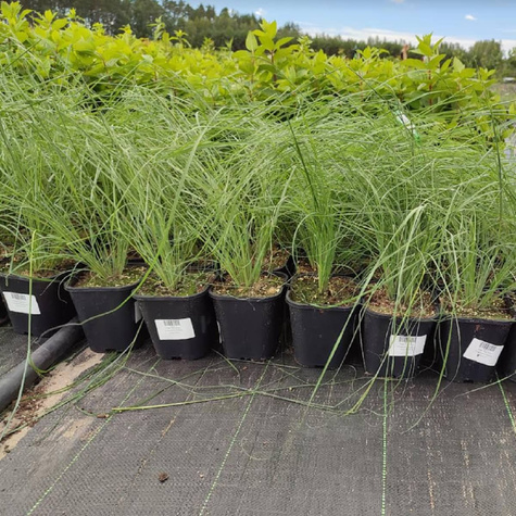 Miłka Blue Eros (C2)