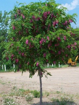 Robinia Akacjowa Akacja Fioletowa Szczepiona Na Pniu Miododajna