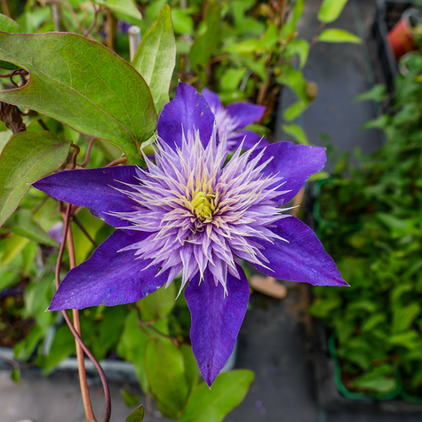 Powojnik Clematis wielkokwiatowy Multi Blue
