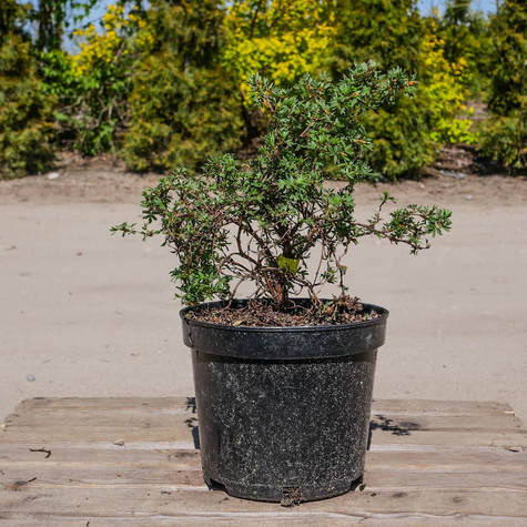 Pięciornik krzewiasty Pretty Polly (C2)