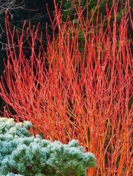 Dereń świdwa Anny's Winter Orange (C2)