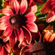 Rudbekia Cherry Brandy (C2) 