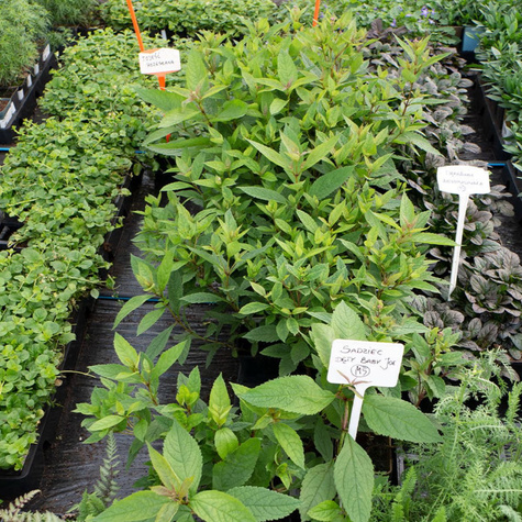 Sadziec dęty Baby Joe (C2)