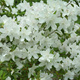 Azalia japońska White Lady (C2)