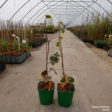 Bluszcz kolchidzki Denata Variegata