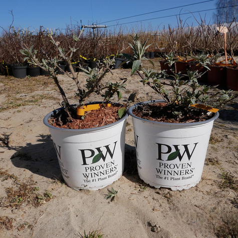 Budleja Dawida Rocketstar Indigo