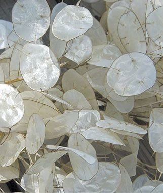 Miesięcznica, Judaszowe srebrniki, Lunaria 2g Polan