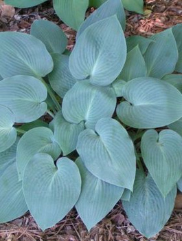 Funkia ogrodowa Hosta Halcyon (C2)