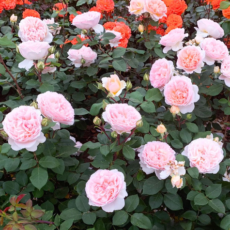 Róża rabatowa Marchenzauber kremowo-różowa balot