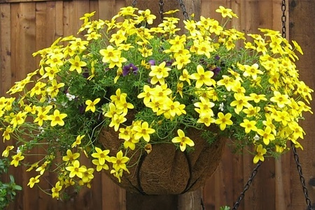 Bidens żółty Uczep Złoty deszcz SADZONKA