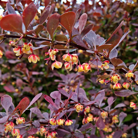 Berberys thunberga Atropurpurea (P9)