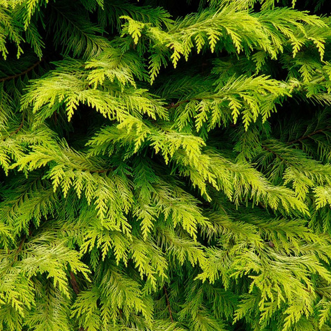 Cyprysik lawsona Golden Wonder