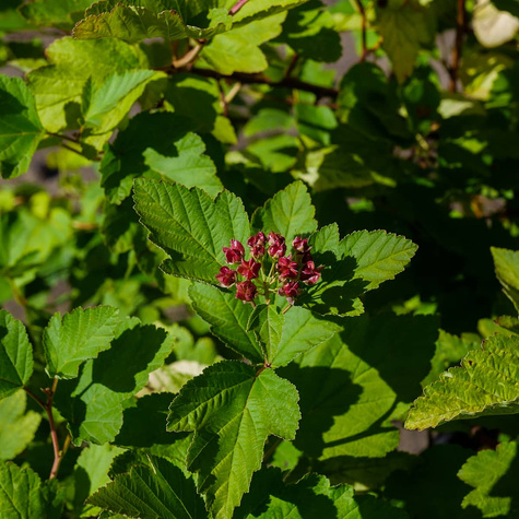 Pęcherznica kalinolistna Dart's Gold (C20)