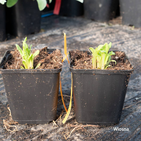 Pierwiosnek Beesa (C2)