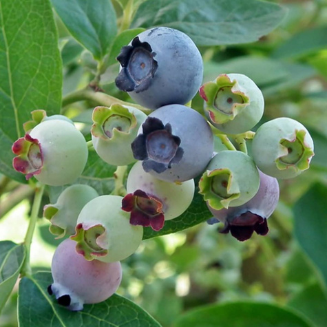 Borówka amerykańska Chippewa niska (C2)
