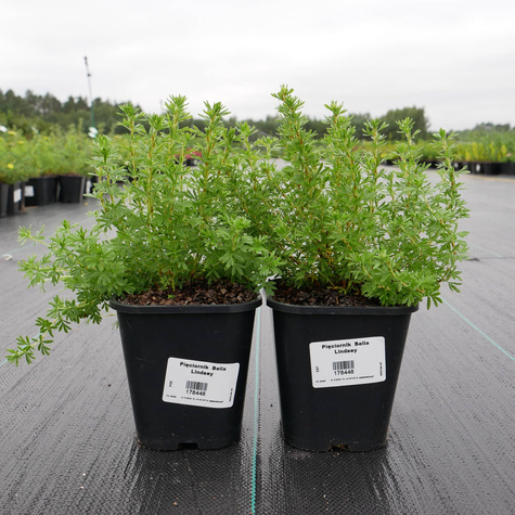 Pięciornik krzewiasty Bella Lindsey (C2)