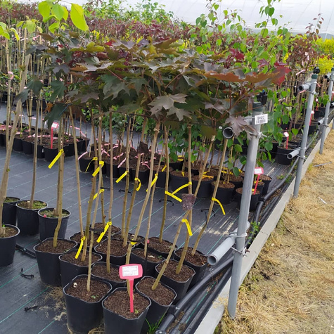 Klon pospolity Crimson King szczepiony na pniu obw. 2-4cm, Pa180