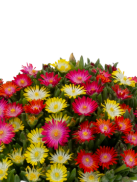 Delosperma Coopera Ice Cream™ MixMasters® Swirl