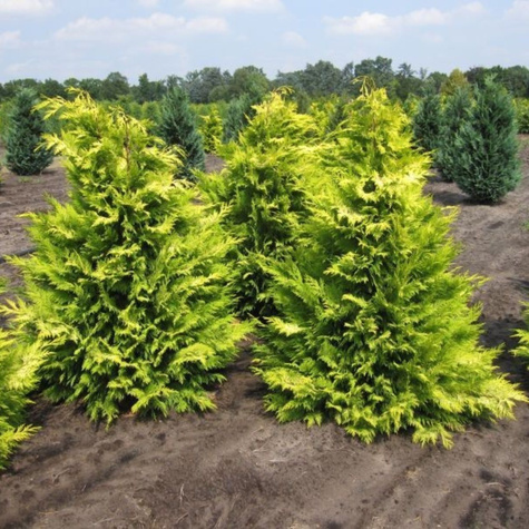 Cyprysik lawsona Golden Wonder