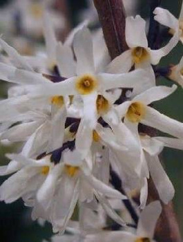 Abeliofylum koreańskie Forsycja biała (C2)