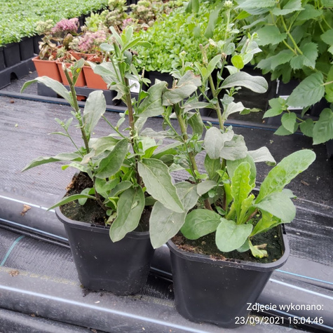 Aster gawędka Mira (P9)