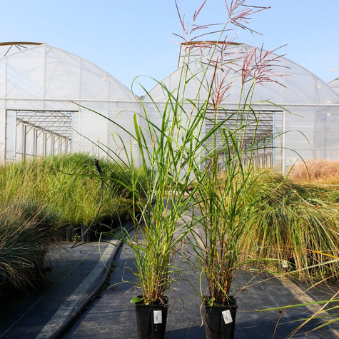 Miskant chiński Ferner Osten (C2)