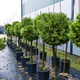 Tuja Thuja Kula na pniu