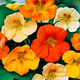 Nasturcja niska mix 3g Spójnia
