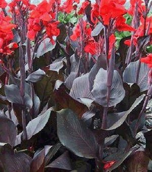 Zestaw 2 szt. Kanny Paciorecznik Canna Kanna czerwona i różowa Paciorecznik Canna C2