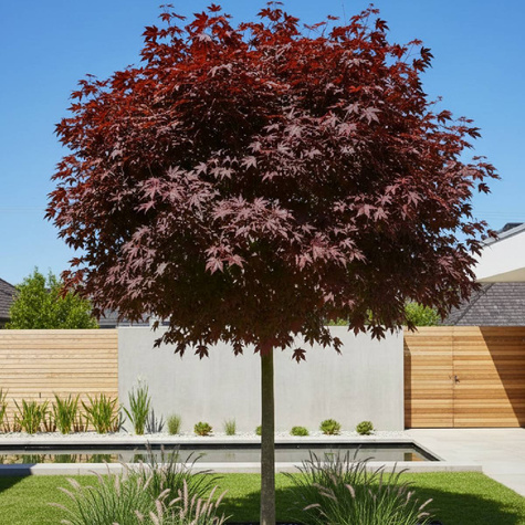 Klon pospolity Crimson King szczepiony na pniu (C5)