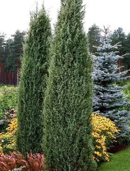 Jałowiec pospolity Hibernica kolumna (C2)