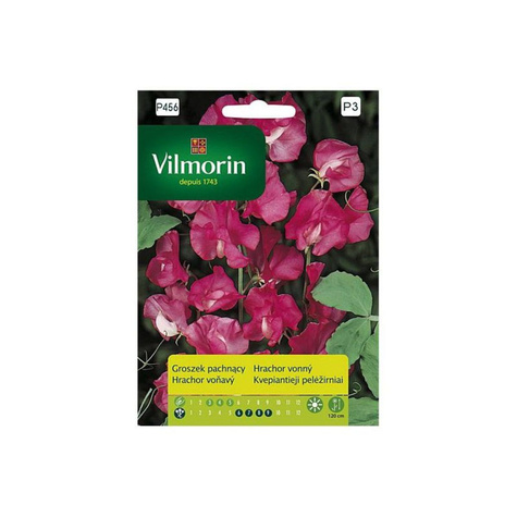 Groszek pachnący różowy 2g Vilmorin