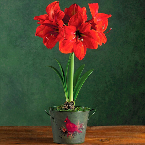 Amarylis Zwartnica Pojedyncza Red Lion czerwona