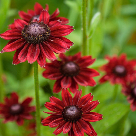 Rudbekia Cherry Brandy (C2)